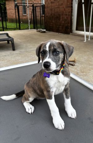 IZZY, Young Female Plott Hound