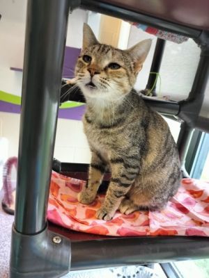 Yuri, Adult Female Domestic Short Hair