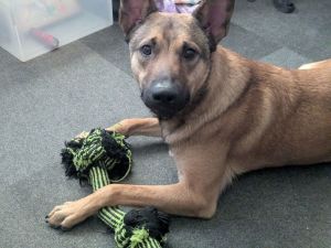 Chewy, Baby Male German Shepherd Dog
