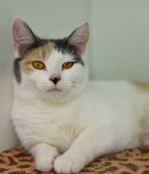 Bananabelle Domestic Short Hair Cat