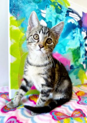 Rumi, Baby Female Domestic Short Hair