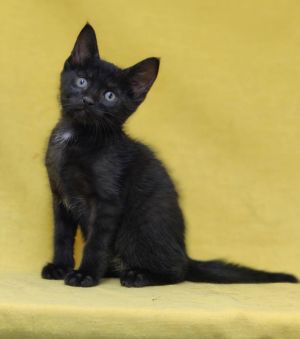 Thor *, Baby Male unknown