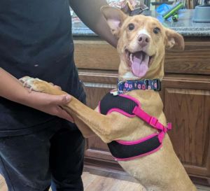 Gina Grace, Adult Female Terrier
