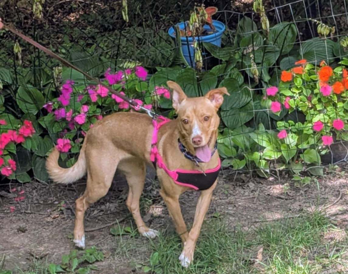 Gina - MEET @ PETCO 7/5!