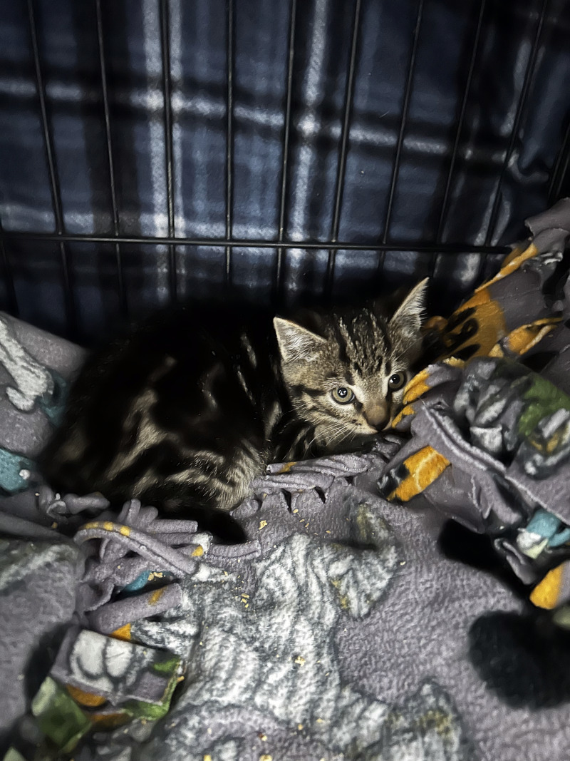 Solo, an adoptable Tabby in Haines, AK, 99827 | Photo Image 1