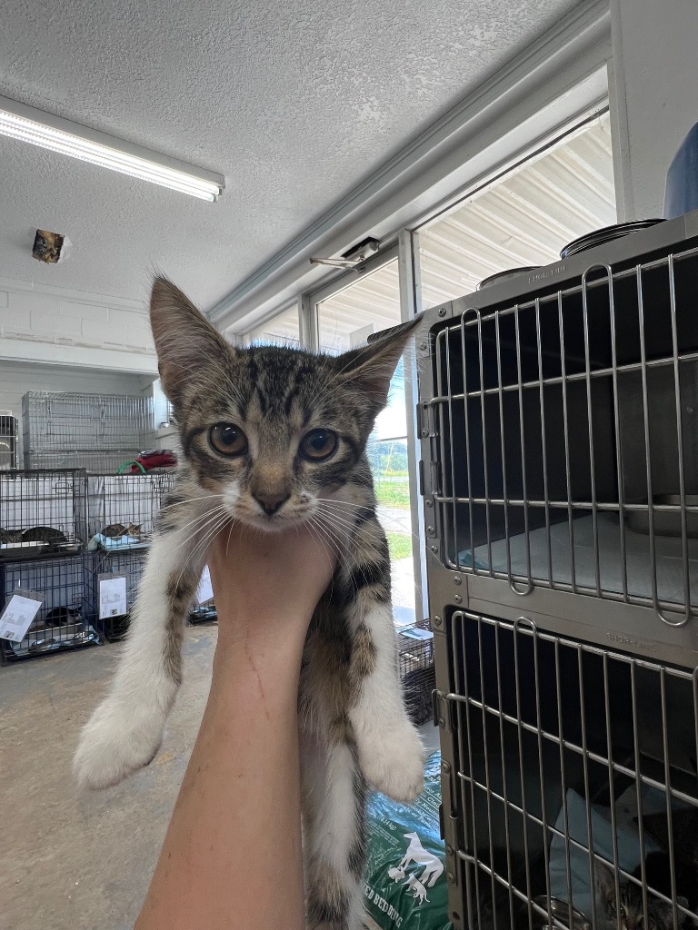 Blue Jay, an adoptable Domestic Short Hair in Brownwood, TX, 76801 | Photo Image 1