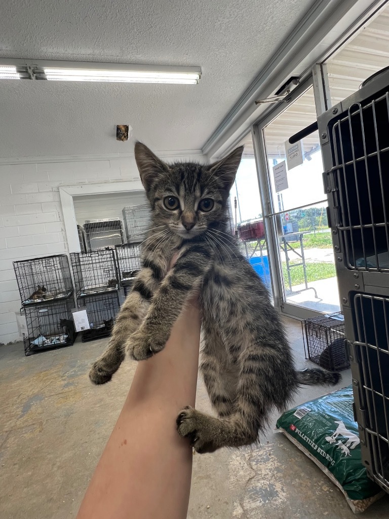 Crow, an adoptable Domestic Short Hair in Brownwood, TX, 76801 | Photo Image 1