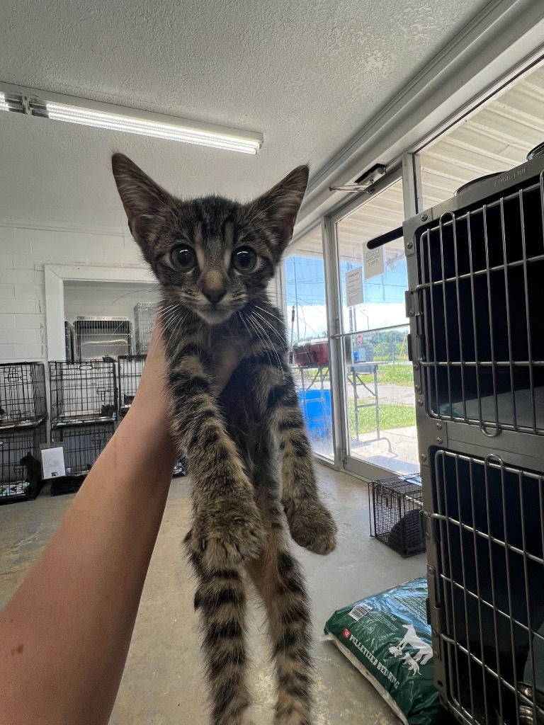 Cardinal, an adoptable Domestic Short Hair in Brownwood, TX, 76801 | Photo Image 1