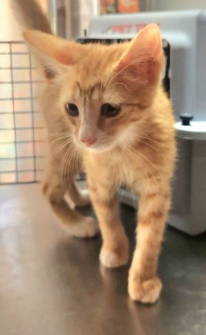 Converse, Baby Male Domestic Short Hair