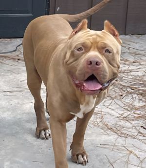 Brutus, Adult Male unknown