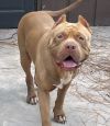 Brutus photo 1