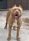 Brutus photo 2