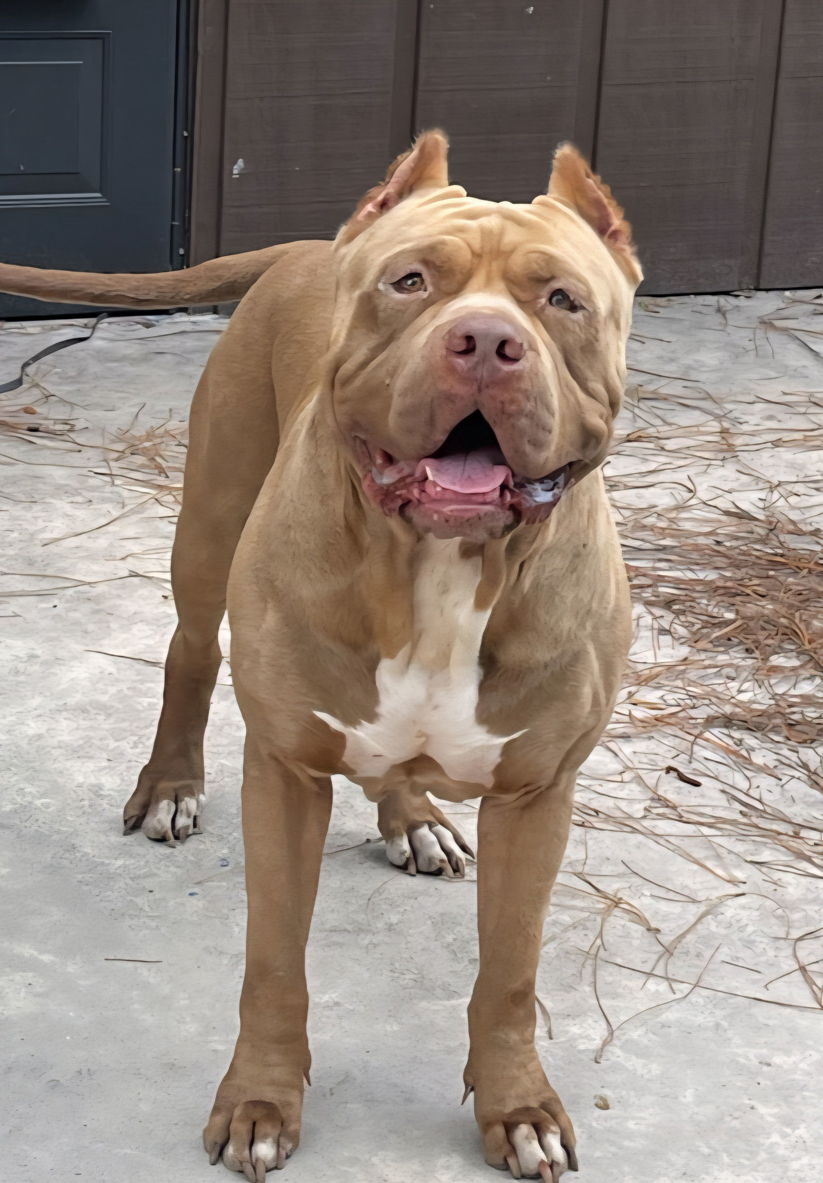 Brutus