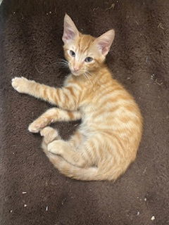 Danny Tabby Cat