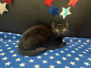 Tansy Domestic Short Hair Cat