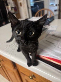 Inky Domestic Short Hair Cat