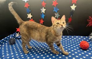 Natalie Tabby Cat