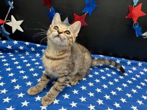 Lilac Tabby Cat