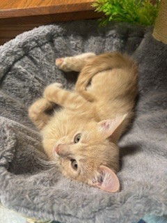 Darnell Tabby Cat