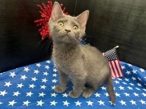 Daffy Domestic Short Hair Cat