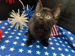 Konami Domestic Short Hair Cat