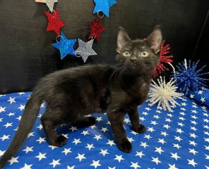 Konami Domestic Short Hair Cat