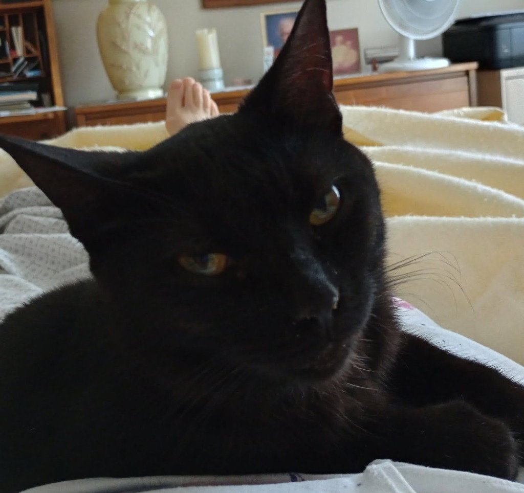 Daisy, an adoptable Domestic Short Hair in Minot, ND, 58701 | Photo Image 1