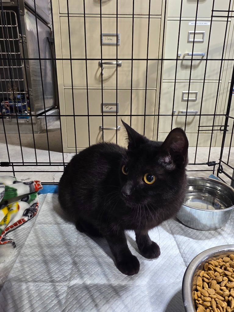 Daisy, an adoptable Domestic Short Hair in Minot, ND, 58701 | Photo Image 2