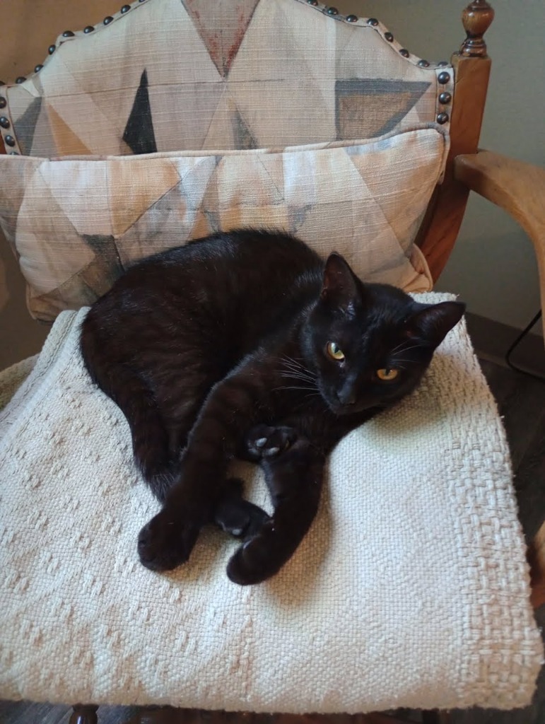 Daisy, an adoptable Domestic Short Hair in Minot, ND, 58701 | Photo Image 3