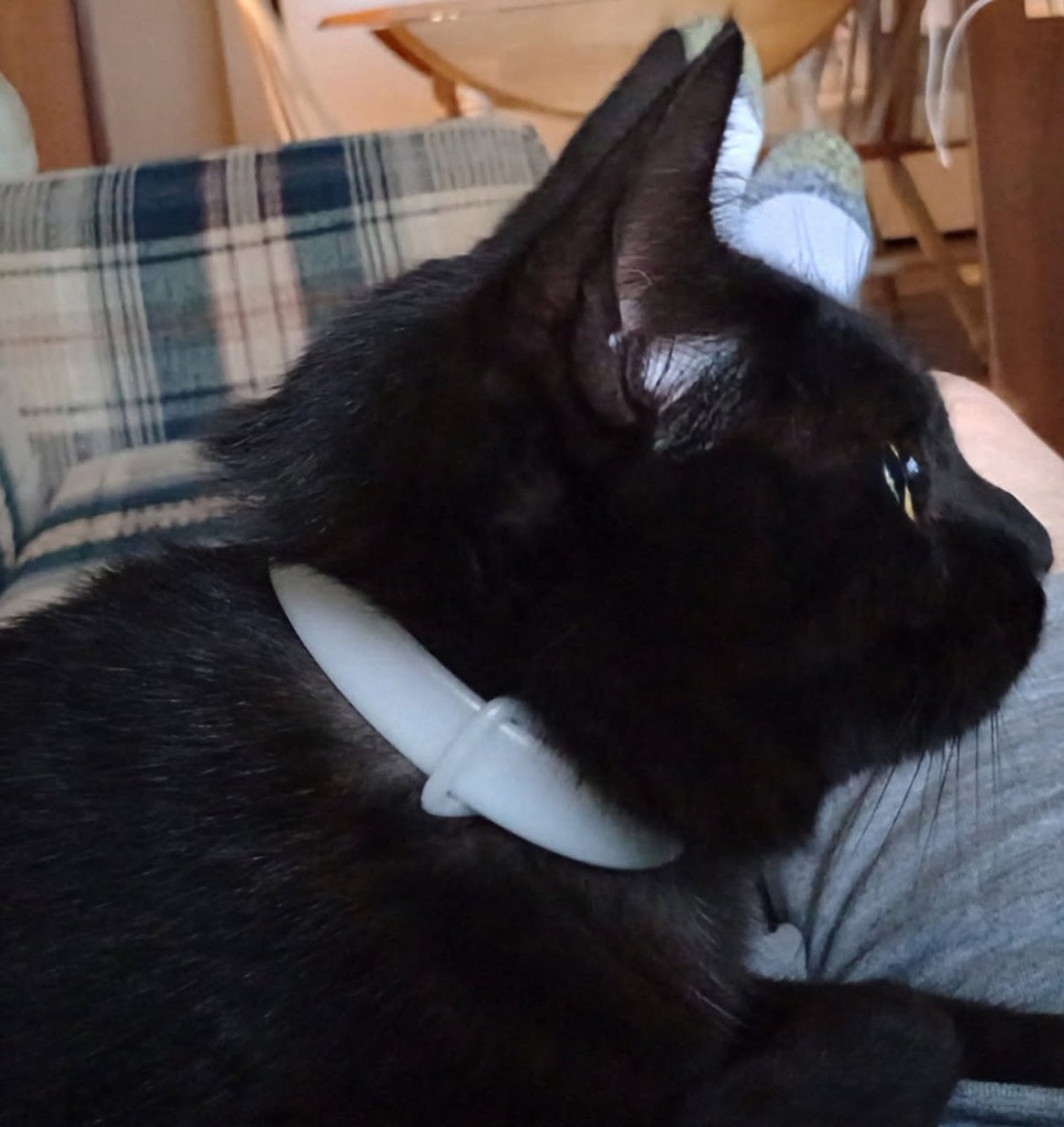 Daisy, an adoptable Domestic Short Hair in Minot, ND, 58701 | Photo Image 4