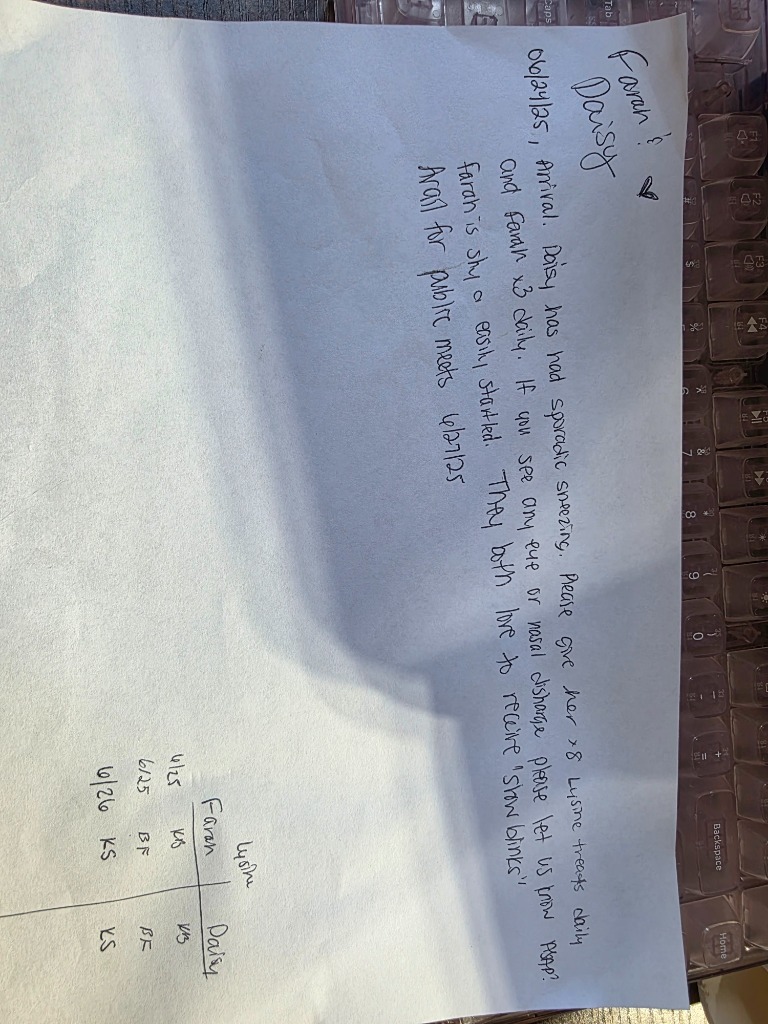 Daisy, an adoptable Domestic Short Hair in Minot, ND, 58701 | Photo Image 6