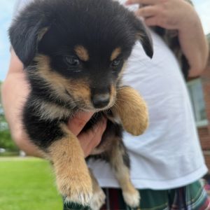Onion Rings, Baby Female Mixed Breed