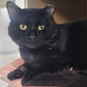 Regulus Black, Adult Male Domestic Short Hair