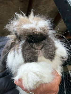 Bobby, Young Male Bunny Rabbit