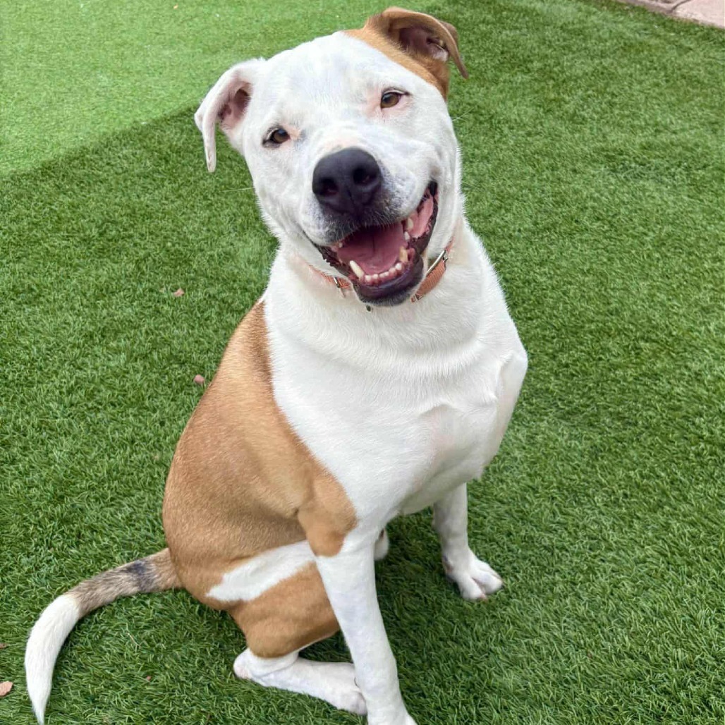 Bruno - PAWS, an adoptable Mixed Breed in Las Cruces, NM, 88001 | Photo Image 1