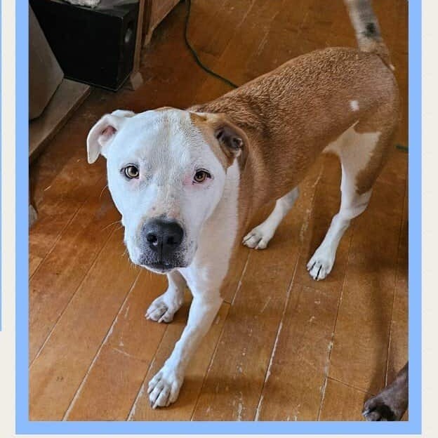 Bruno - PAWS, an adoptable Mixed Breed in Las Cruces, NM, 88001 | Photo Image 2