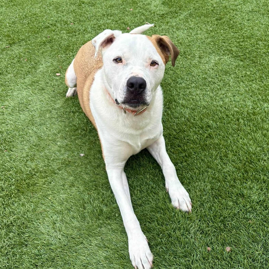 Bruno - PAWS, an adoptable Mixed Breed in Las Cruces, NM, 88001 | Photo Image 3