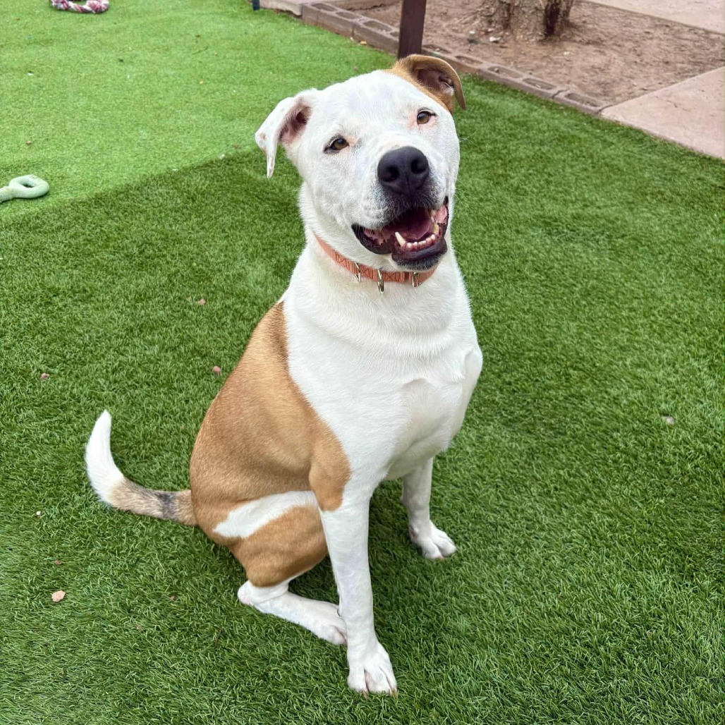 Bruno - PAWS, an adoptable Mixed Breed in Las Cruces, NM, 88001 | Photo Image 4