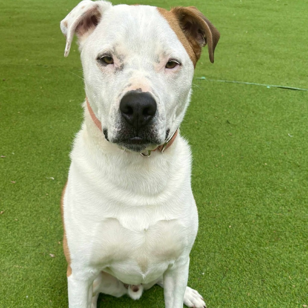 Bruno - PAWS, an adoptable Mixed Breed in Las Cruces, NM, 88001 | Photo Image 5