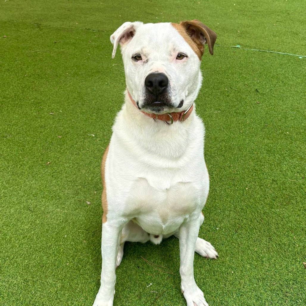 Bruno - PAWS, an adoptable Mixed Breed in Las Cruces, NM, 88001 | Photo Image 6