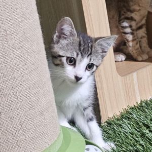 Winston, Baby Male Domestic Medium Hair