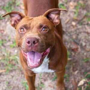 Omarasa, Young Female American Staffordshire Terrier