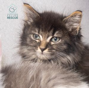 Molly Domestic Medium Hair Cat