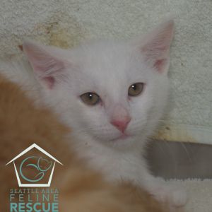 Boa Domestic Medium Hair Cat