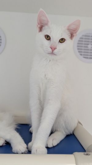Kittens under 6 months old are adopted in pairs It is important for them to go to a home with