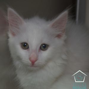 Bella Domestic Long Hair Cat