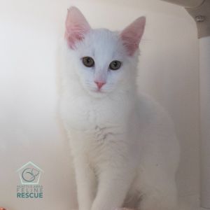 Kittens under 6 months old are adopted in pairs It is important for them to go to a home with