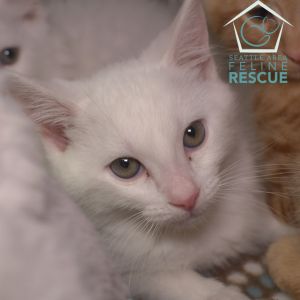 Dean Domestic Medium Hair Cat