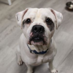 Goose, Adult Male American Bulldog