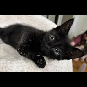 Nori, Baby Female Domestic Short Hair